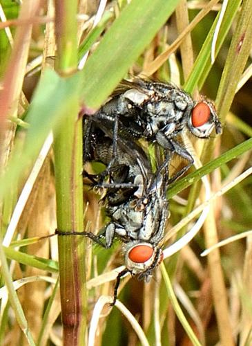 Sarcophaga sp.